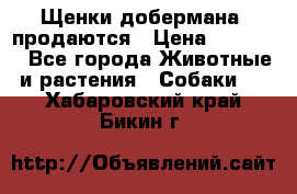 Щенки добермана  продаются › Цена ­ 45 000 - Все города Животные и растения » Собаки   . Хабаровский край,Бикин г.